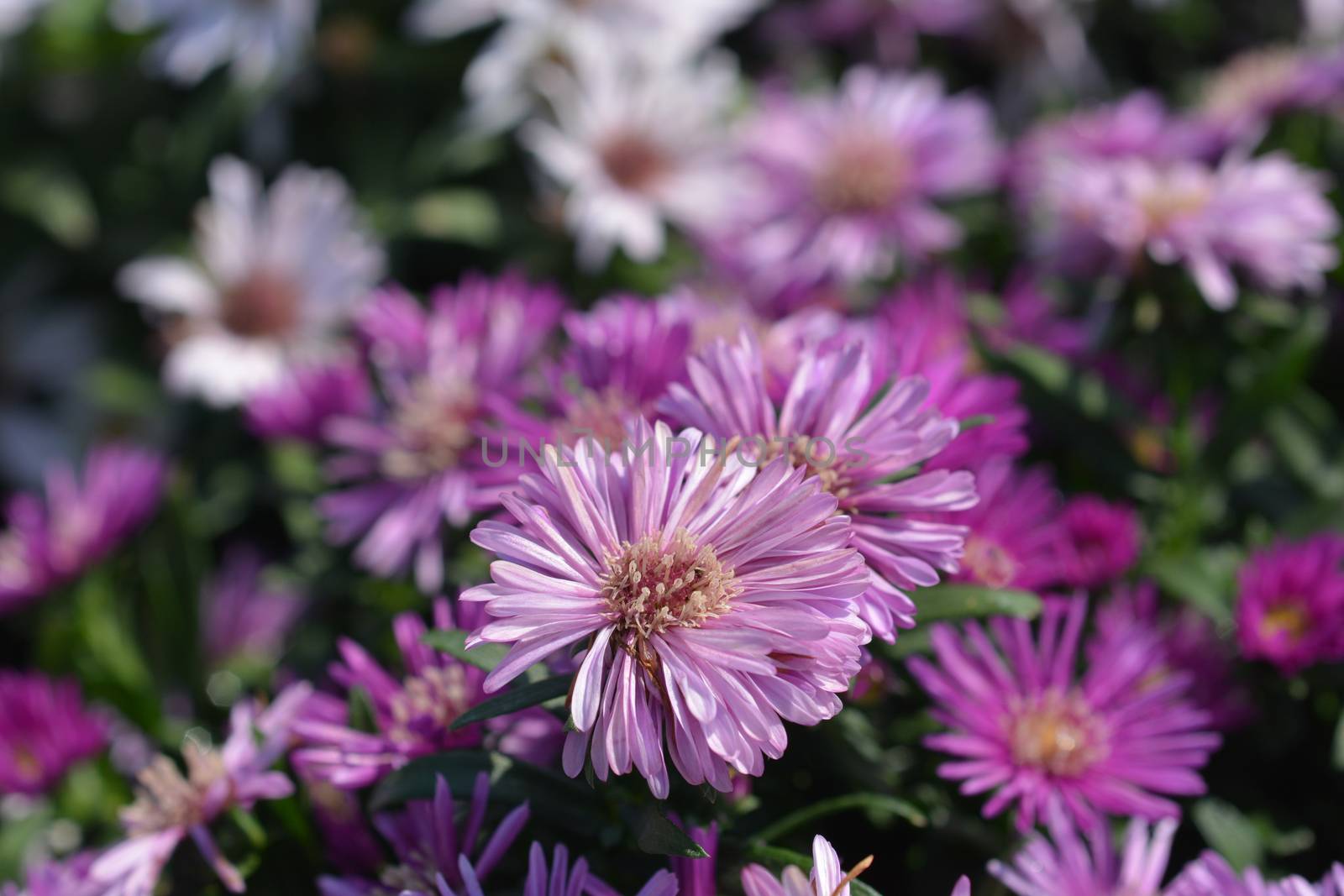 New York aster by nahhan