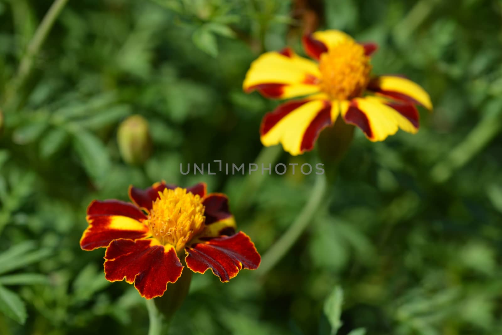 French marigold Mr. Majestic - Latin name - Tagetes patula nana Mr. Majestic