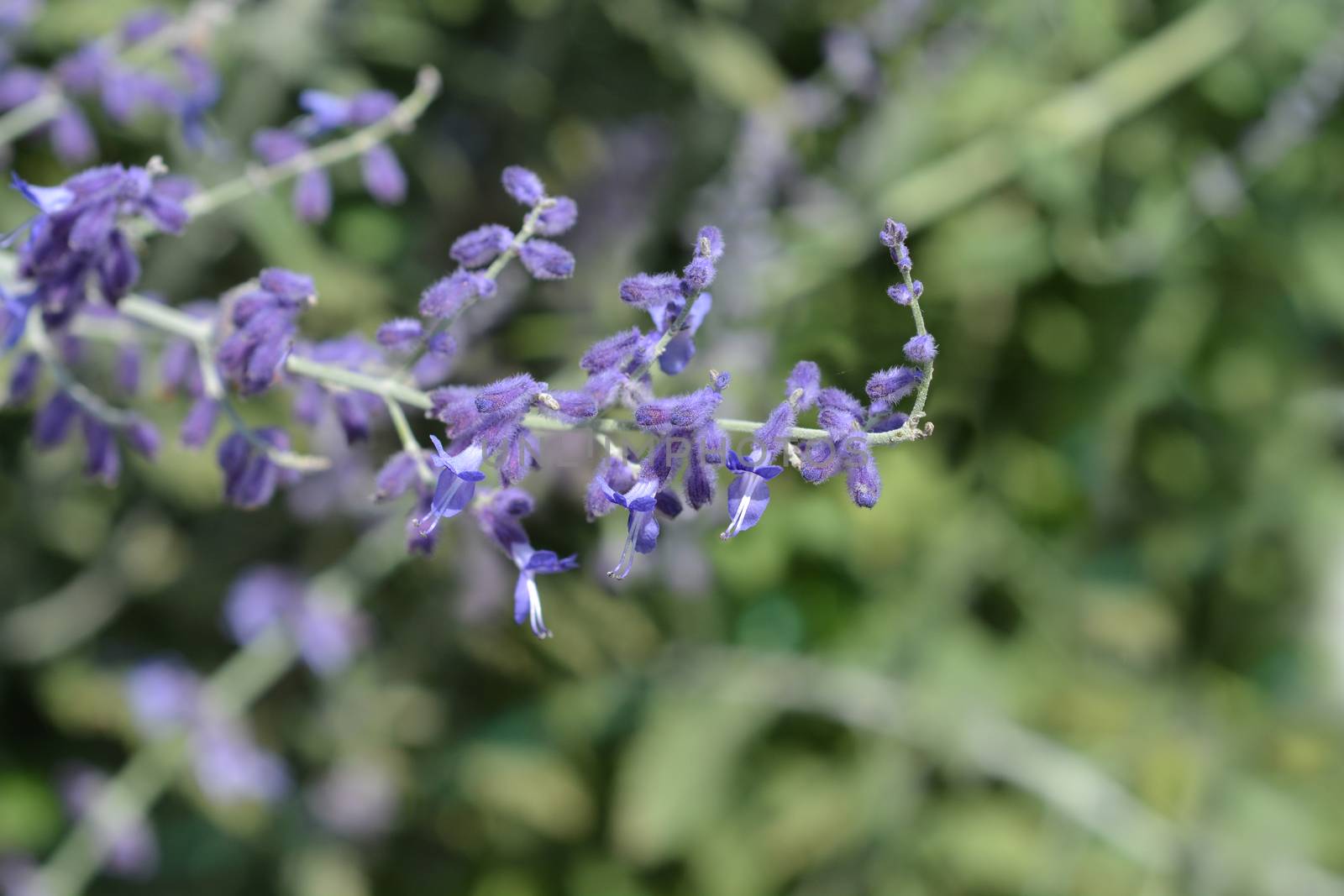 Russian sage - Latin name - Perovskia atriplicifolia