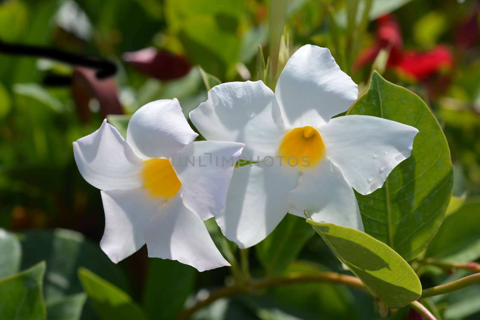 White mandevilla by nahhan