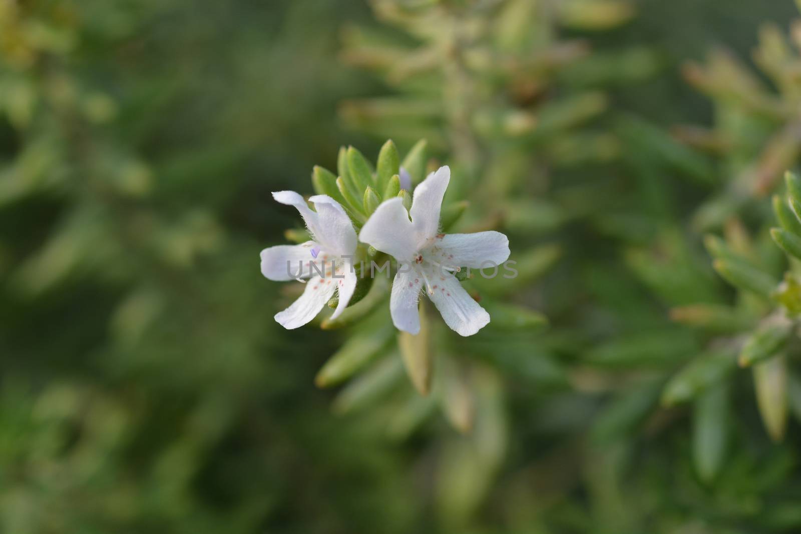 Coastal rosemary - Latin name - Westringia fruticosa