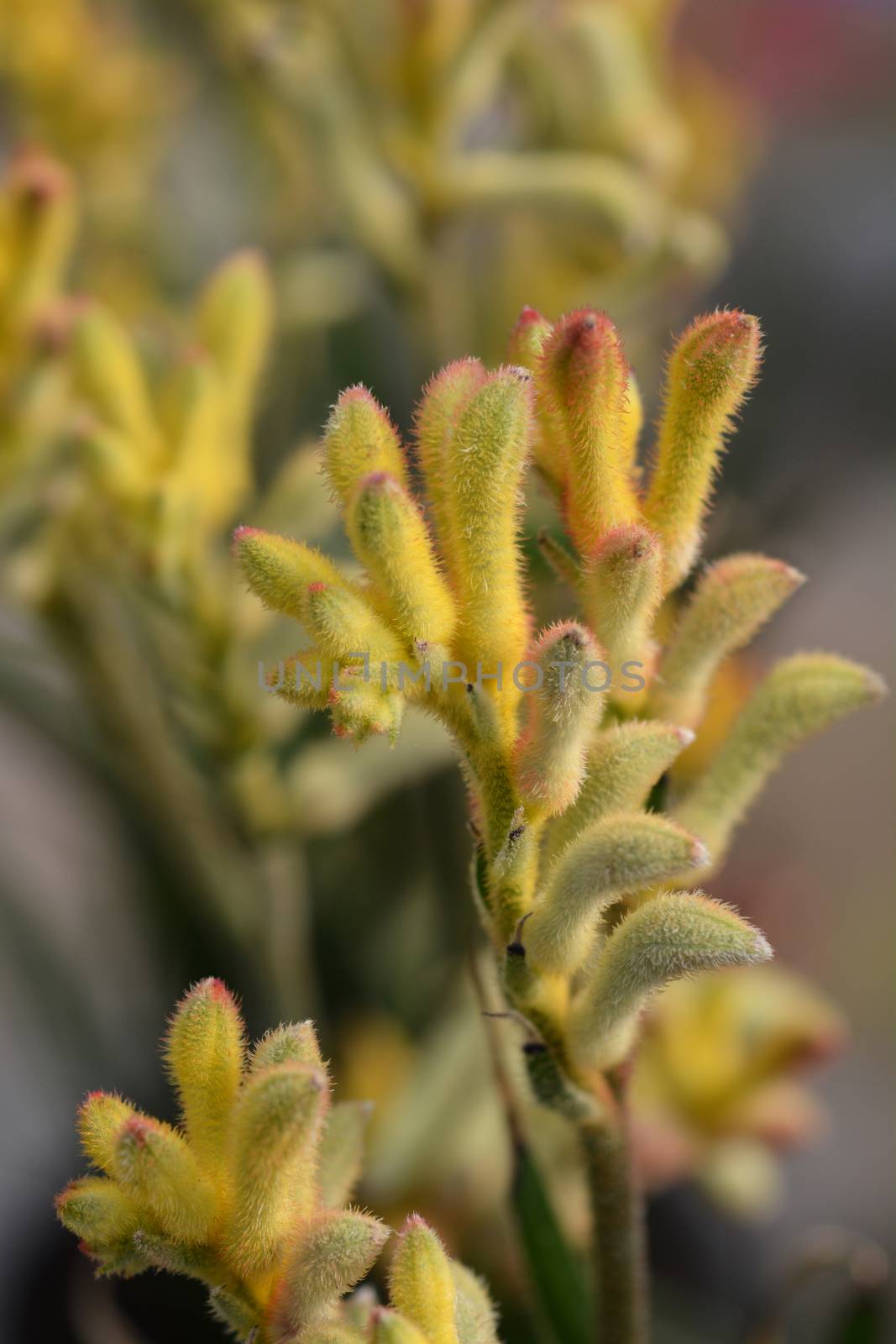 Kangaroo paw Beauty Yellow - Latin name - Anigozanthos Beauty Yellow