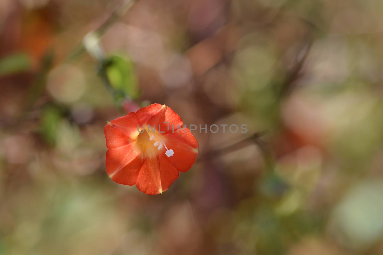 Red morning glory by nahhan