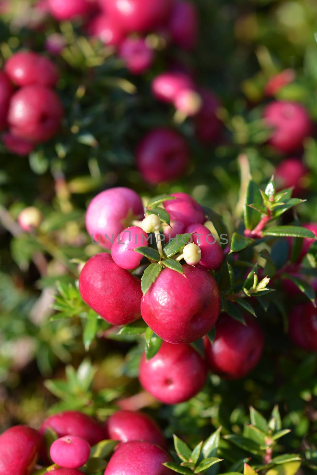 Prickly heath pink berries - Latin name - Gaultheria mucronata (Pernettya mucronata)