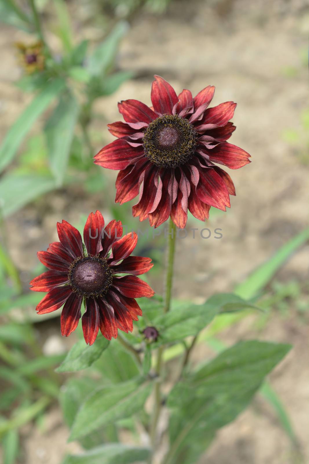 Gloriosa Daisy Cherry Brandy - Latin name - Rudbeckia hirta Cherry Brandy