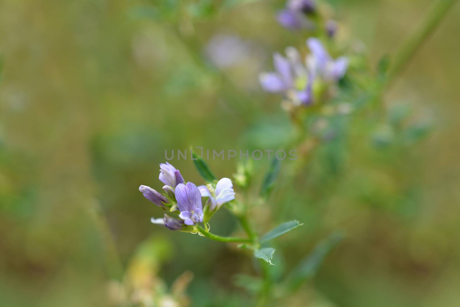 Alfalfa flowers - Latin name - Medicago sativa