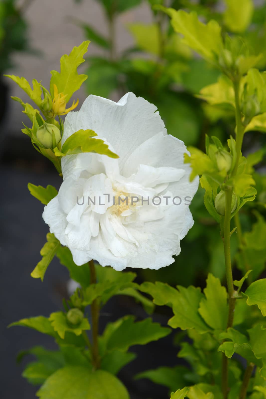 Rose Of Sharon White Chiffon by nahhan