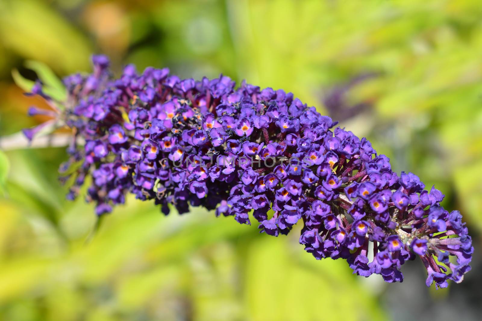 Summer lilac Empire Blue by nahhan