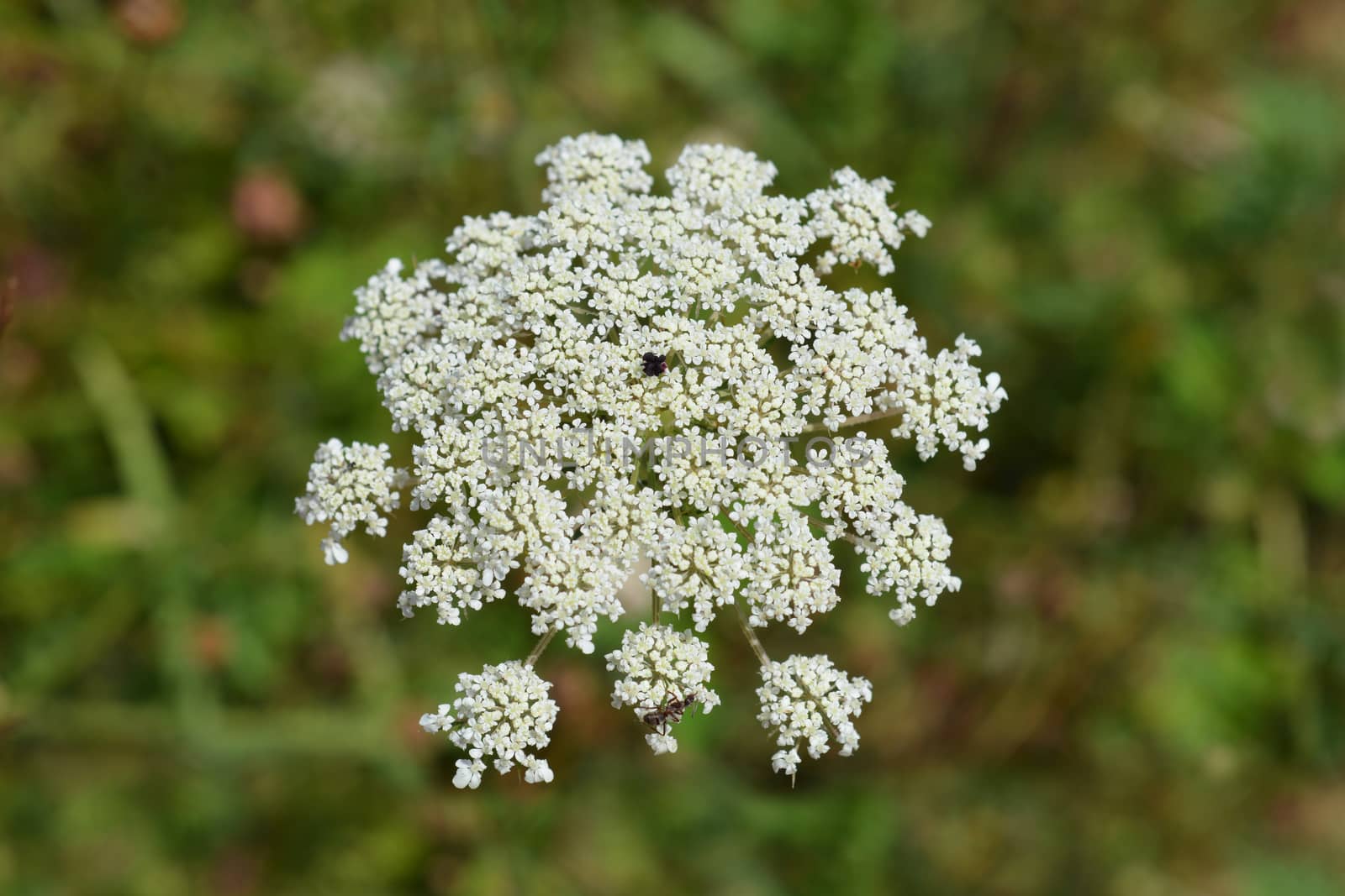 Corky-fruited water-dropwort - Latin name - Oenanthe pimpinelloides