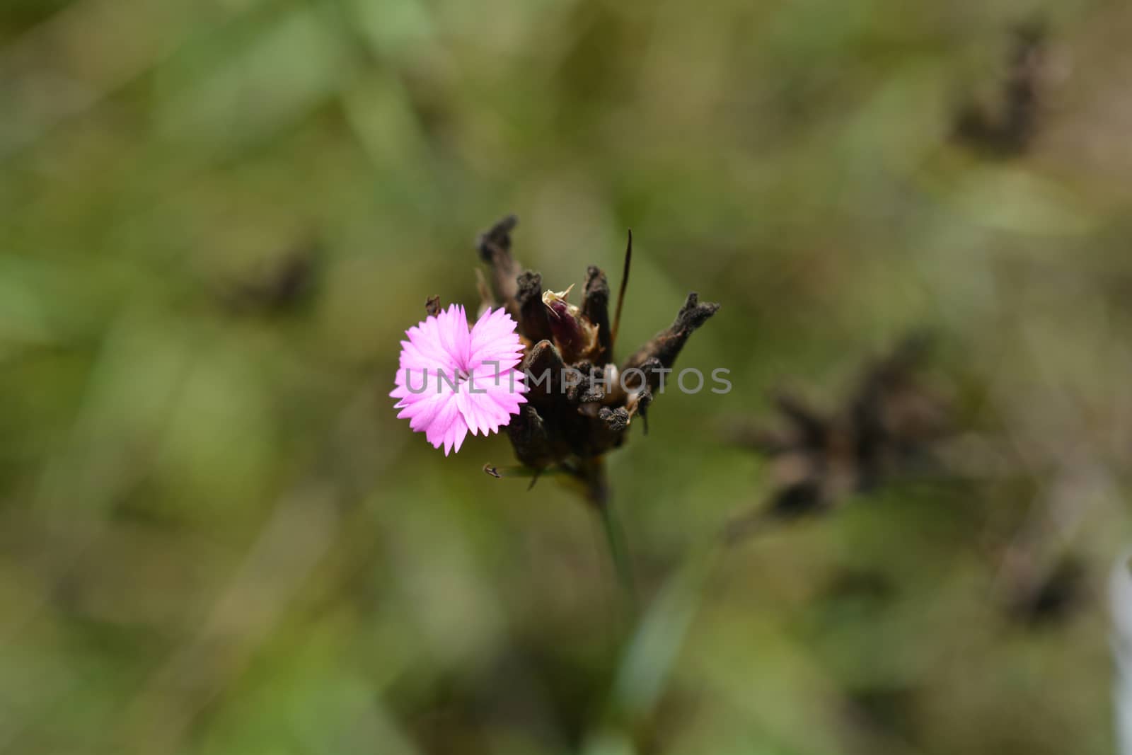 ?arthusian pink - Latin name - Dianthus carthusianorum