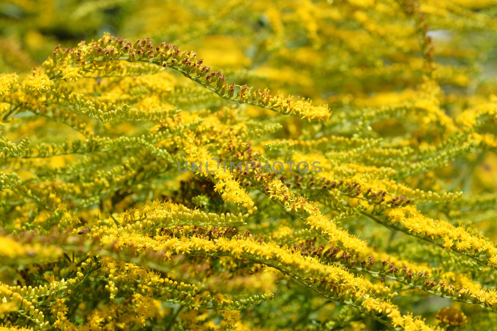 Tall goldenrod flowers - Latin name - Solidago altissima