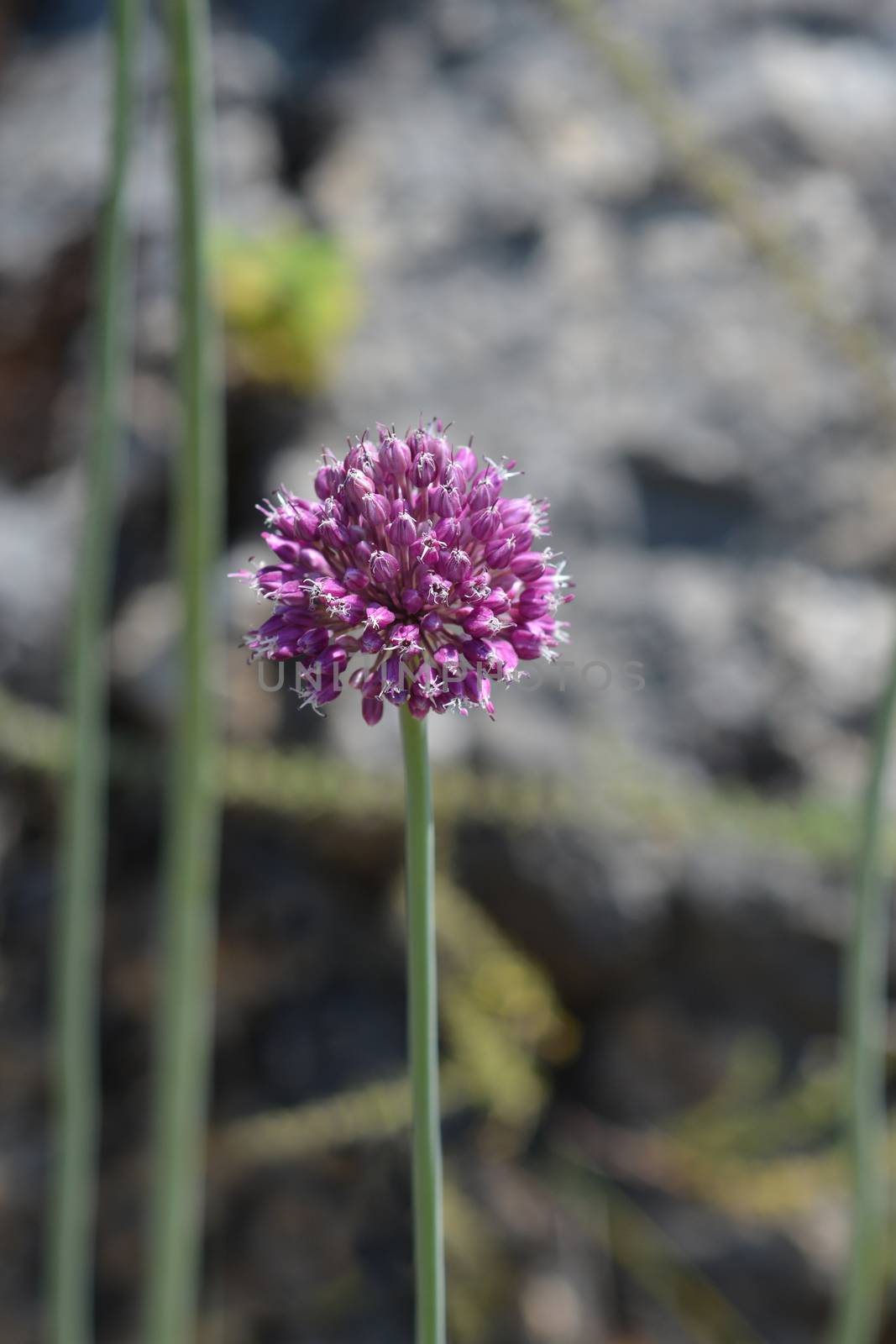 Wild leek - Latin name - Allium ampeloprasum