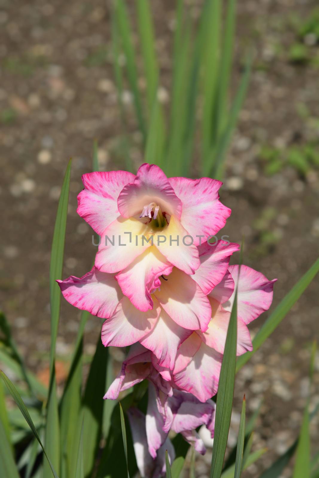 Pink and white Hybrid Gladiola - Latin name - Gladiolus x gandavensis
