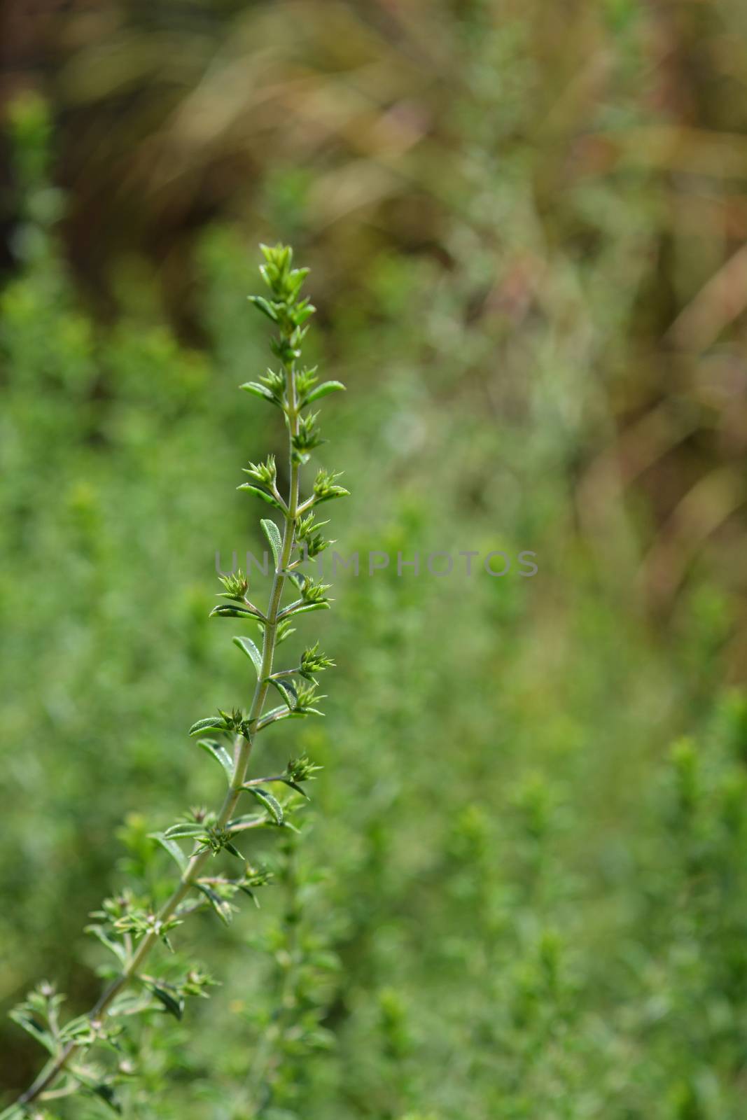 Mountain savory - Latin name - Satureja montana