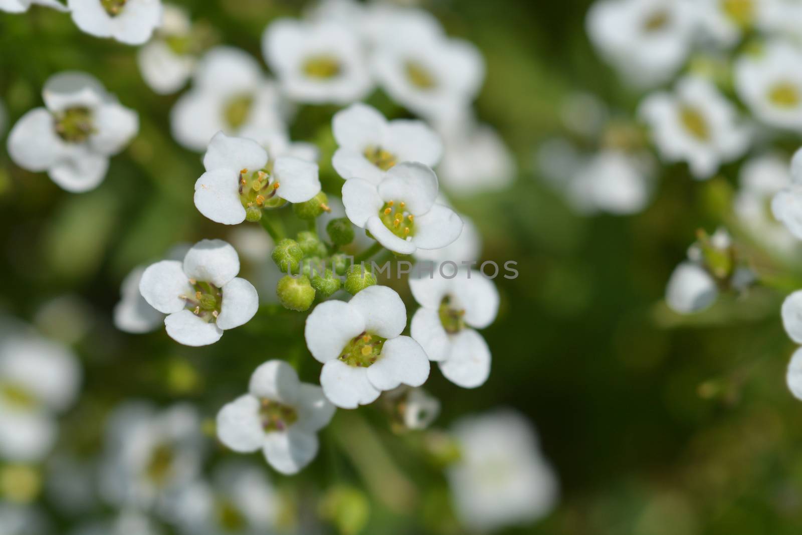 Sweet alyssum Snow Cloth by nahhan