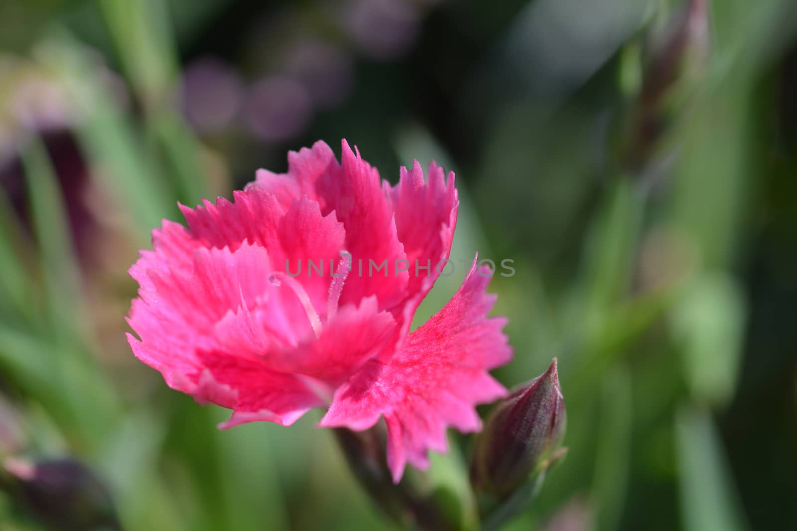 Pink carnation flower - Latin name - Dianthus caryophyllus