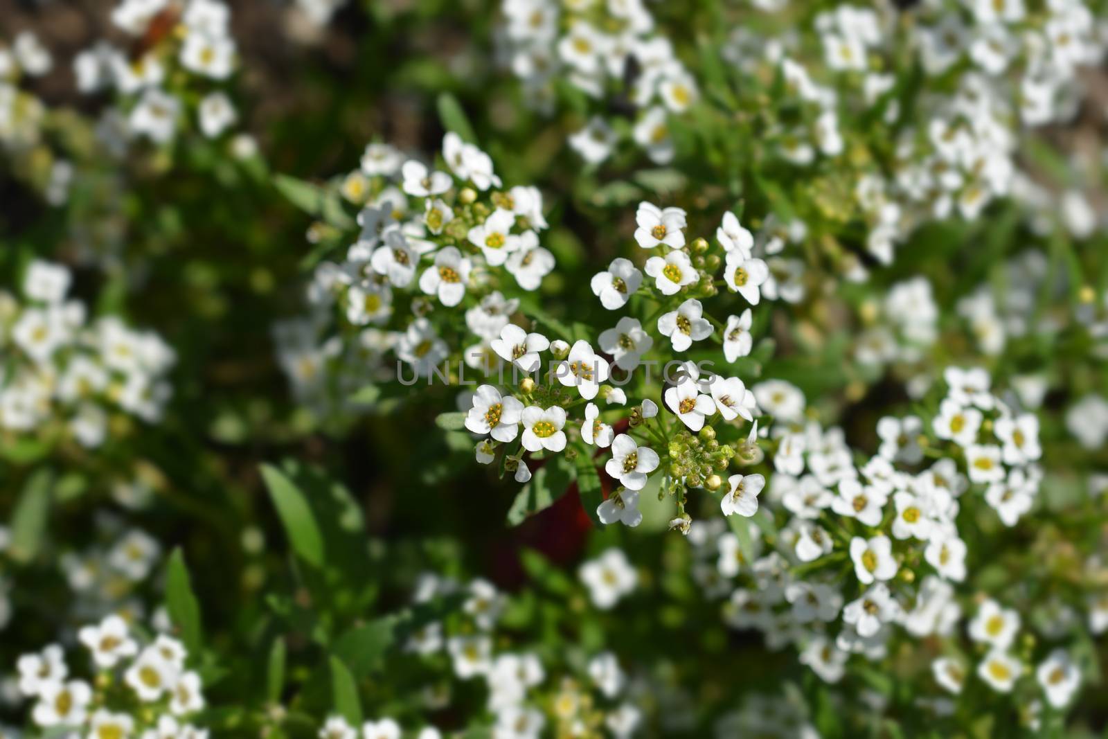 Sweet alyssum Snow Cloth by nahhan