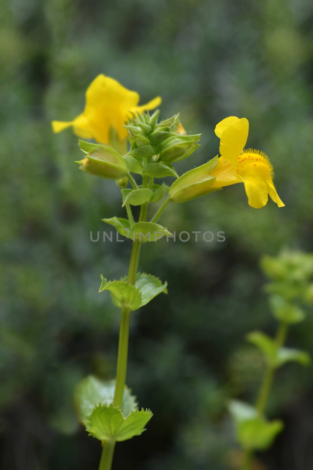 Close up of yellow monkey flower - Latin name - Mimulus luteus