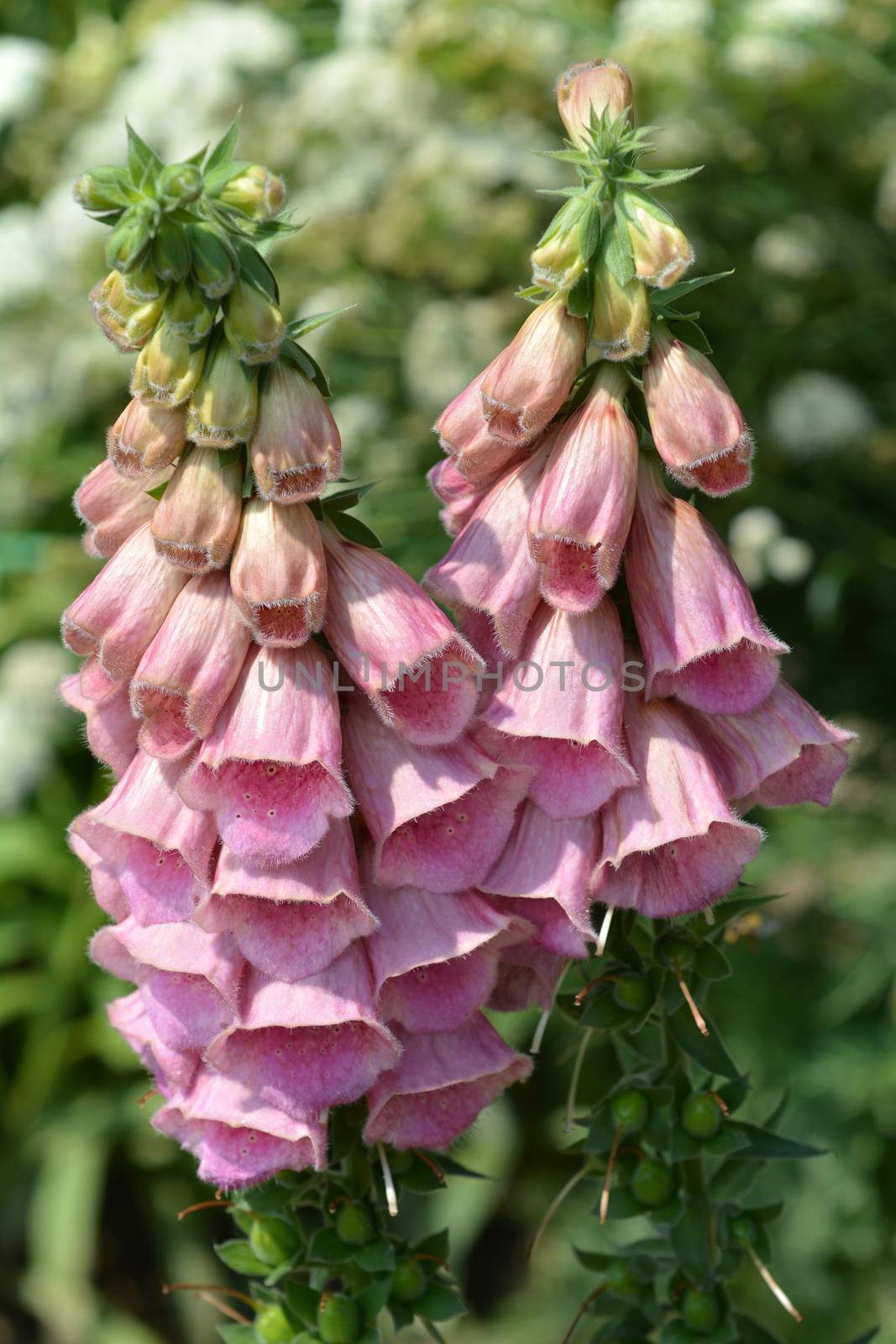 Strawberry foxglove pink flowers - Latin name - Digitalis x mertonensis Summer King