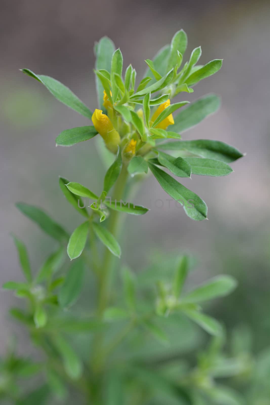 Austrian clustered broom - Latin name - Cytisus austriacus (Chamaecytisus austriacus)