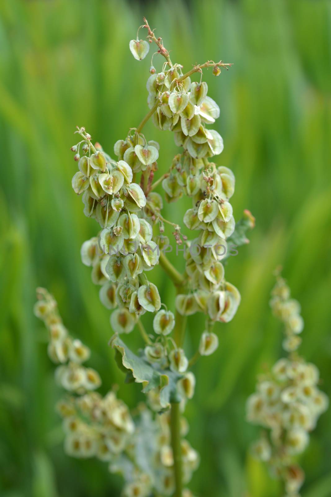 Rhubarb seeds - Latin name - Rheum rhabarbarum