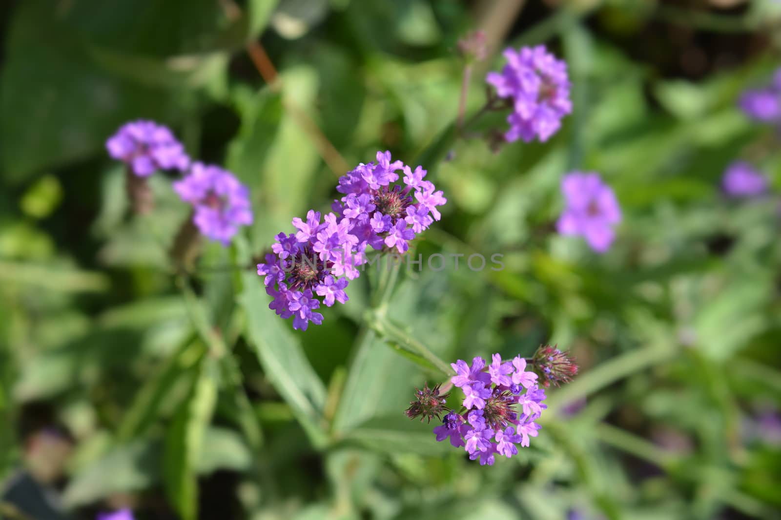 Slender vervain - Latin name - Verbena rigida (Verbena venosa)