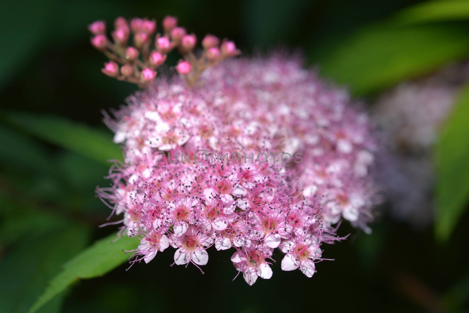 Japanese meadowsweet pink flowers close up - Latin name - Spiraea japonica