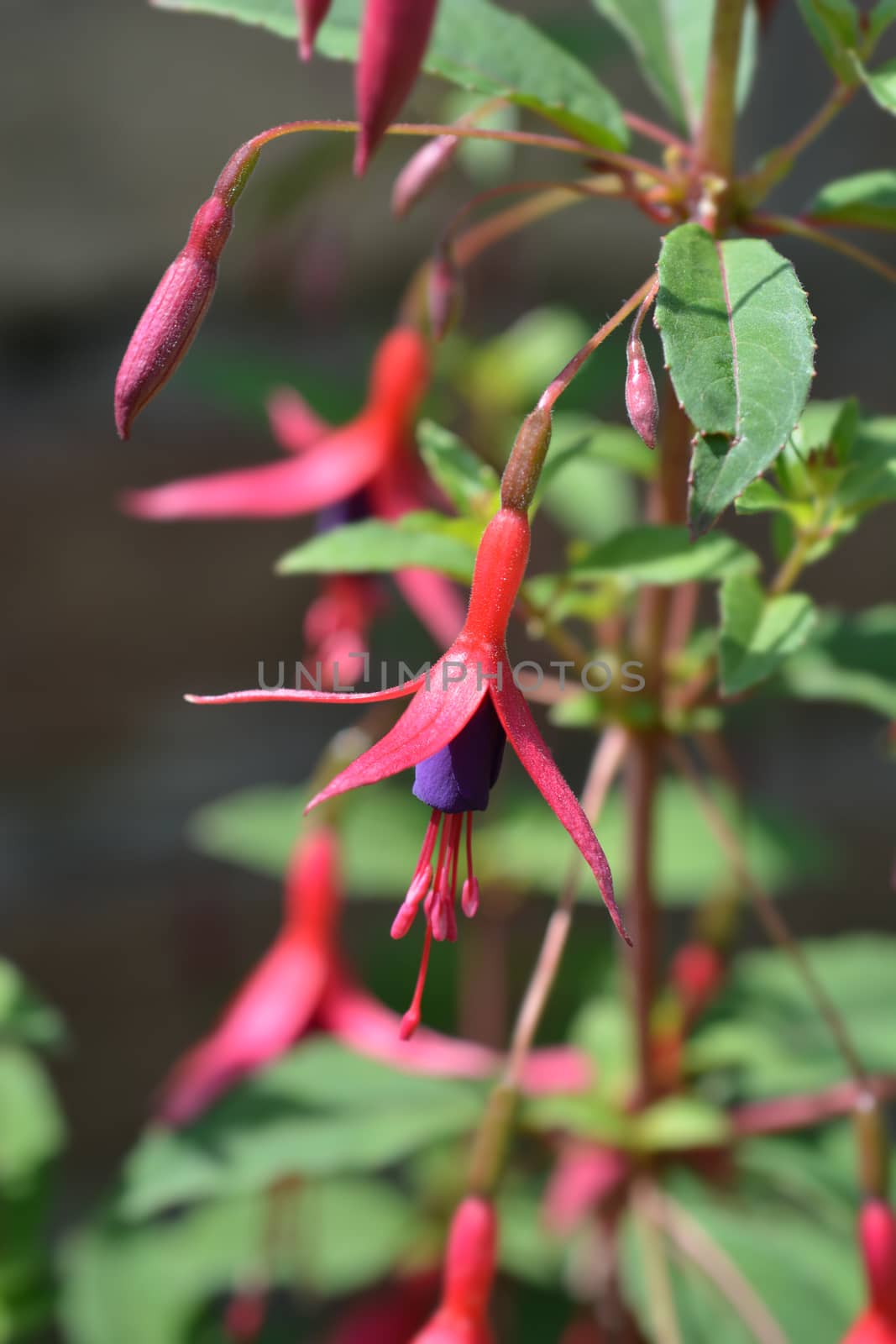 Hardy Fuchsia - Latin name - Fuchsia magellanica var. gracilis