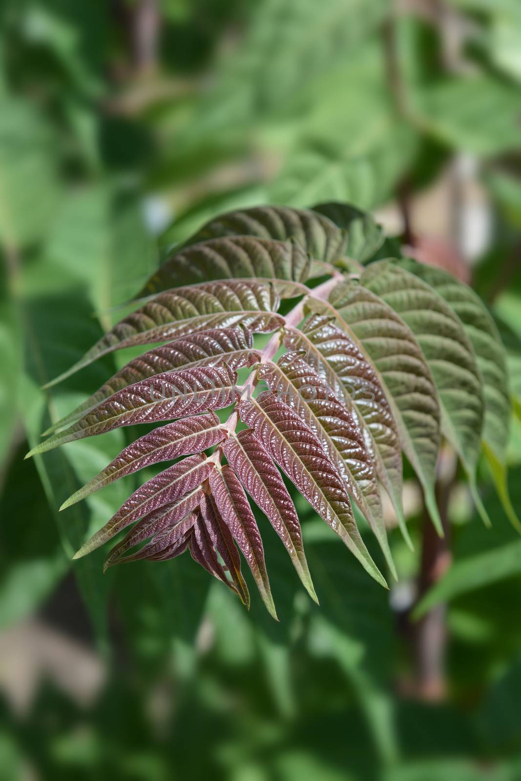 Ailanthus new leaves - Latin name Ailanthus altissima