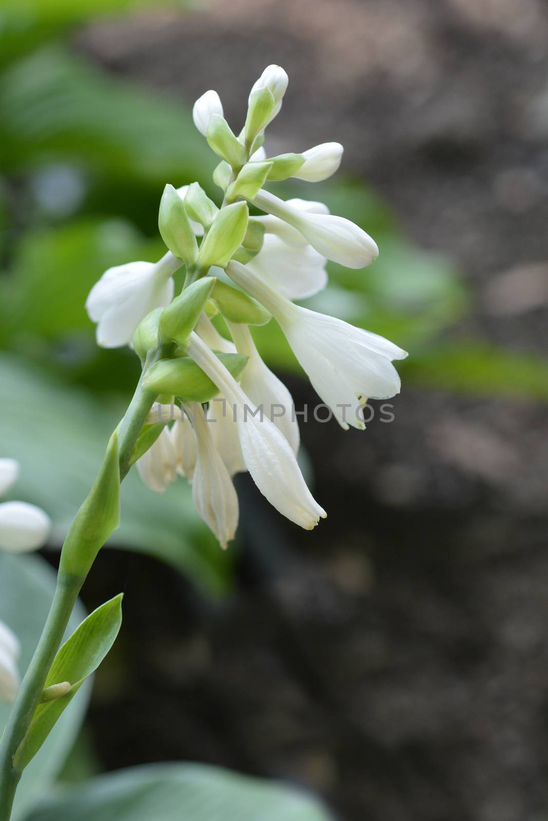 Plantain lily Frances Williams - Latin name - Hosta sieboldiana Frances Williams