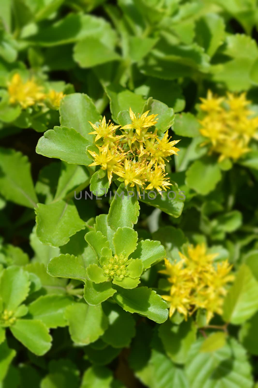 Stonecrop yellow flowers - Latin name - Sedum selskianum