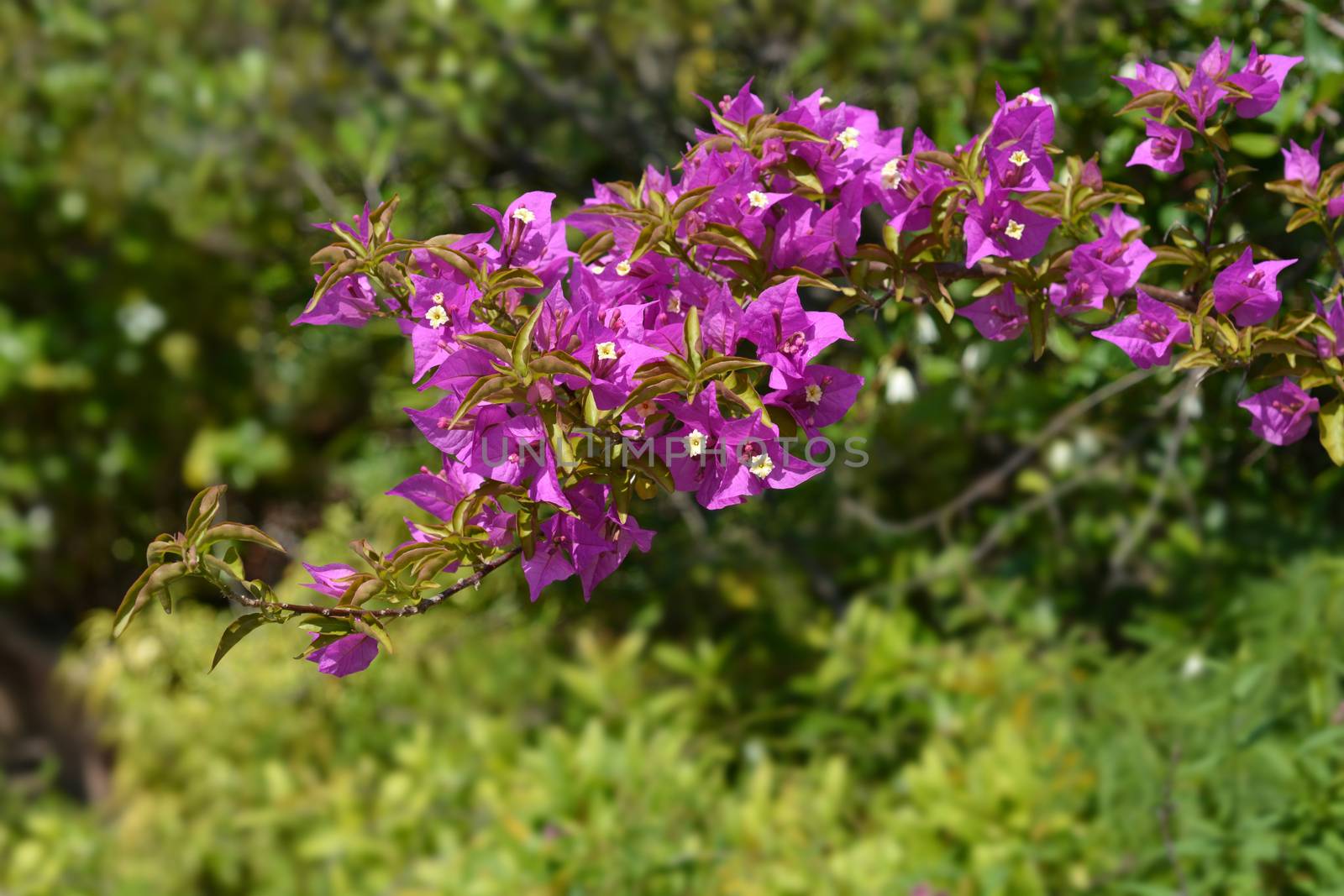 Great bougainvillea by nahhan