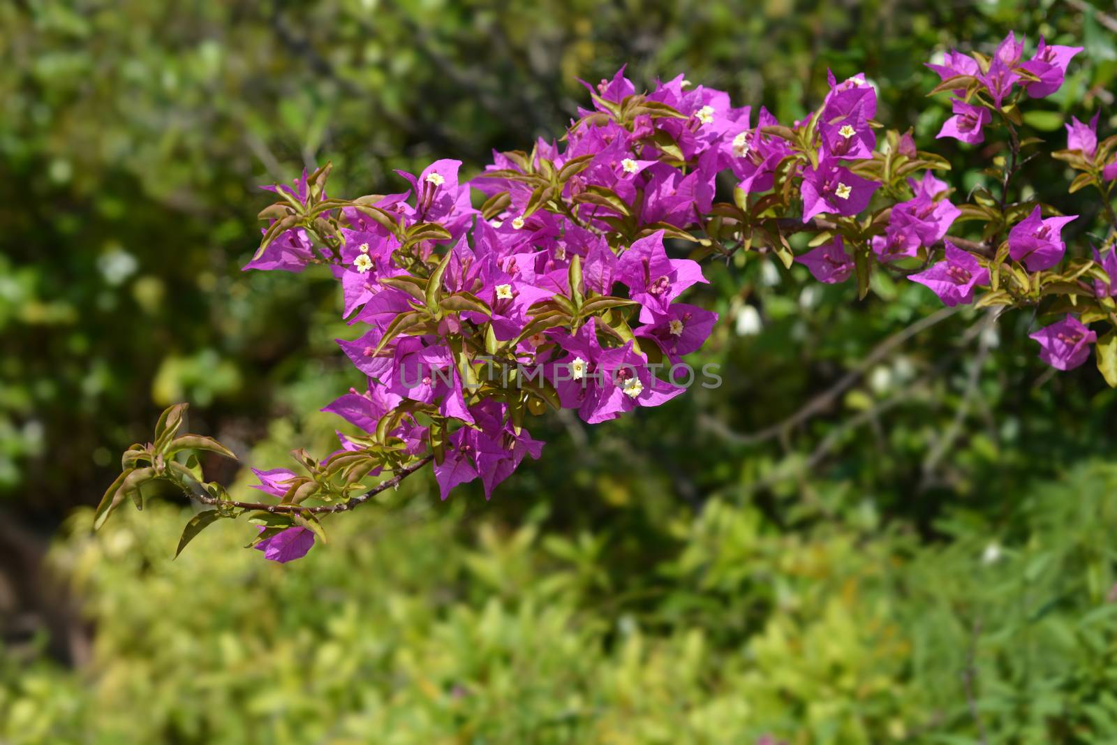 Great bougainvillea tree branch - Latin name - Bougainvillea spectabilis