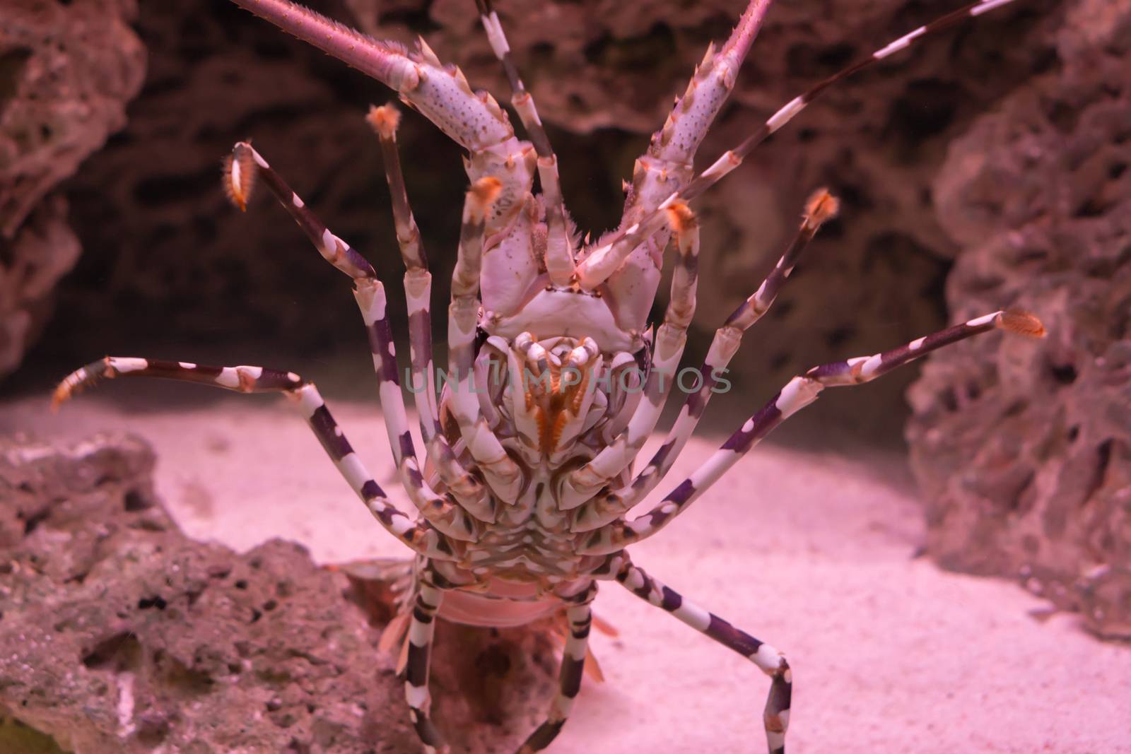 big ornate spiny rock lobster in closeup from his belly showing of his whole under body with legs by charlottebleijenberg