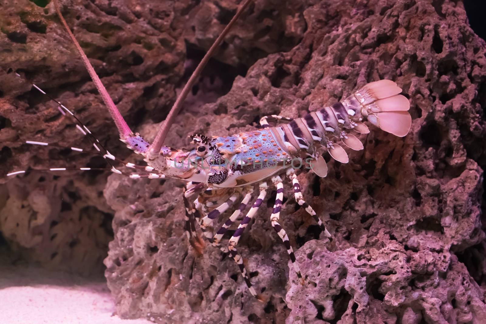 ornate spiny rock lobster walking over a stone under water, a big crayfish from the tropical ocean by charlottebleijenberg