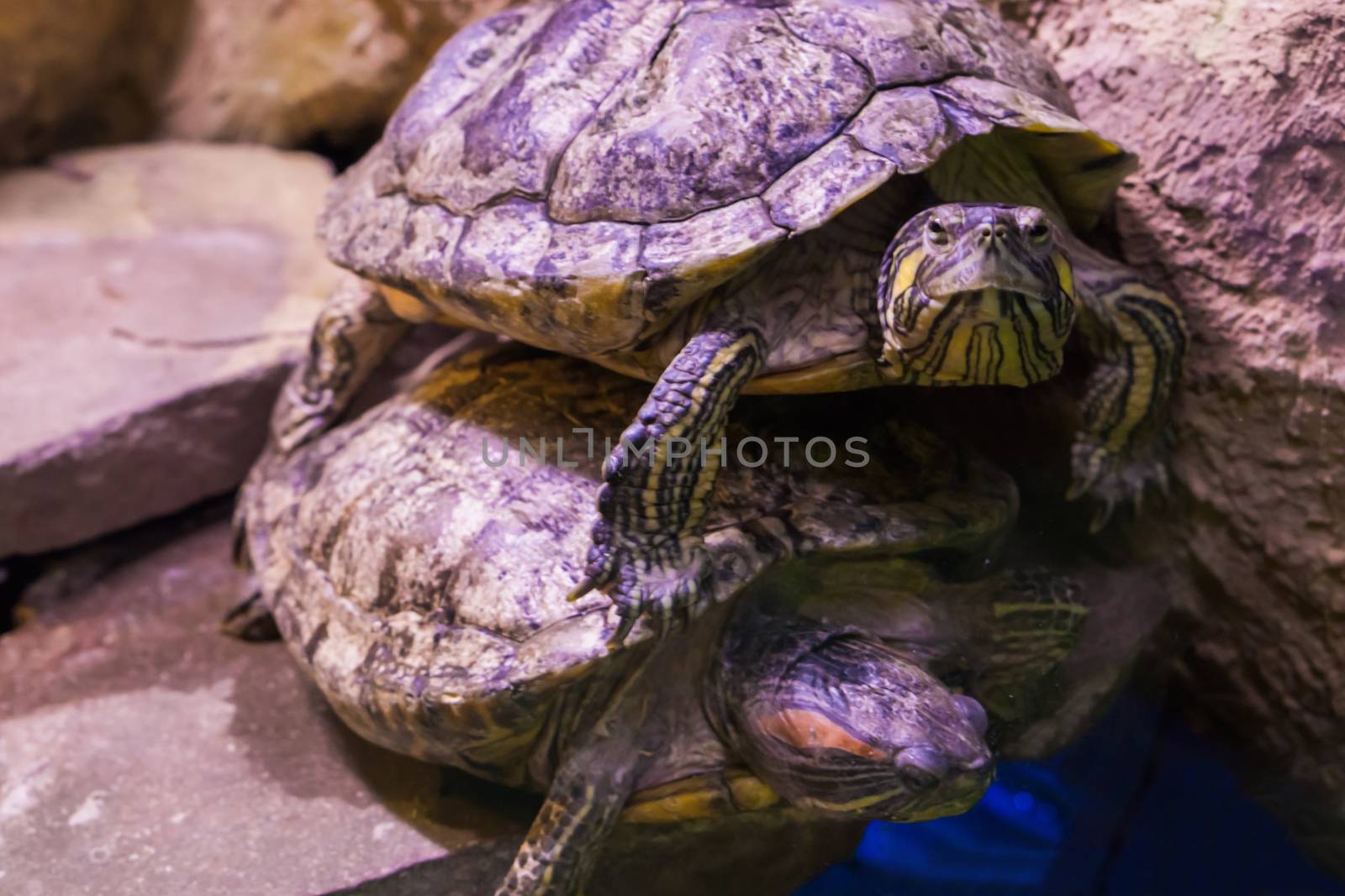 two funny turtles laying on each other and one looking in the camera by charlottebleijenberg