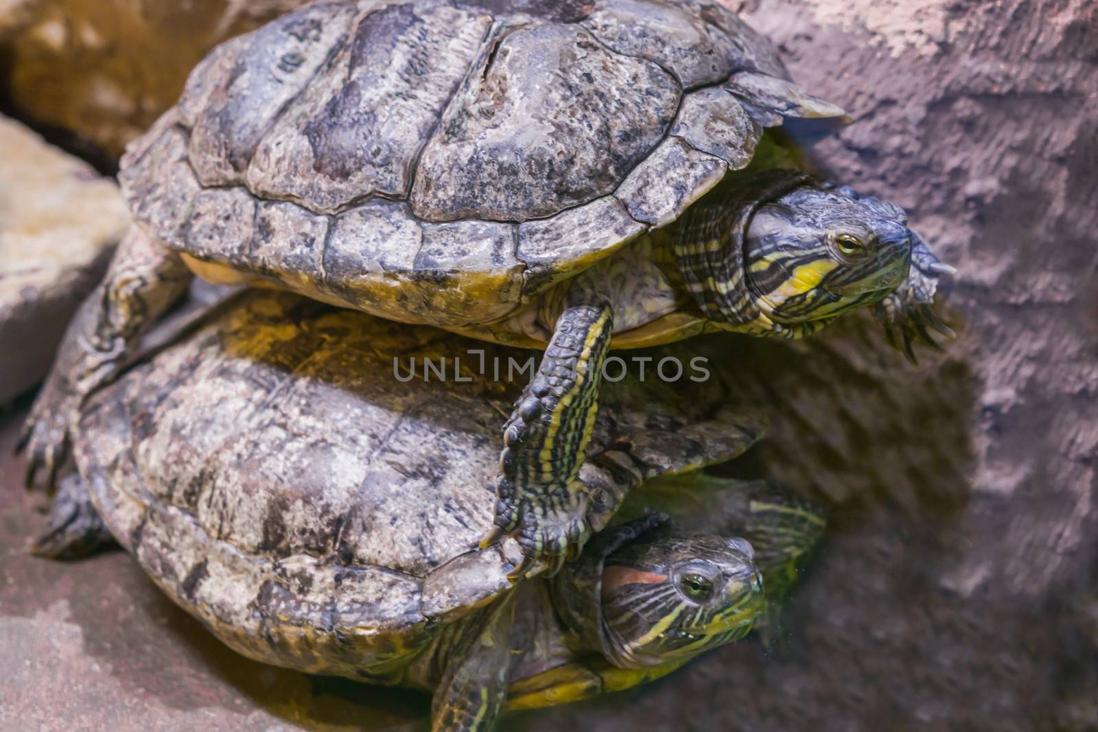 two turtles in close one lying on top of the other funny animal behavior