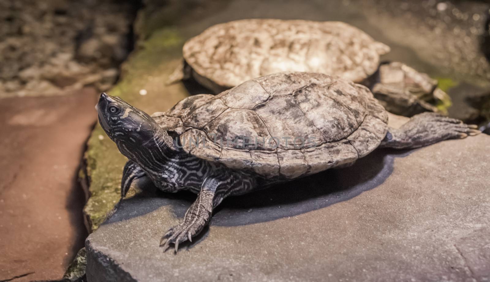 closeup of a cumberland slider turtle with another turtle in the background by charlottebleijenberg