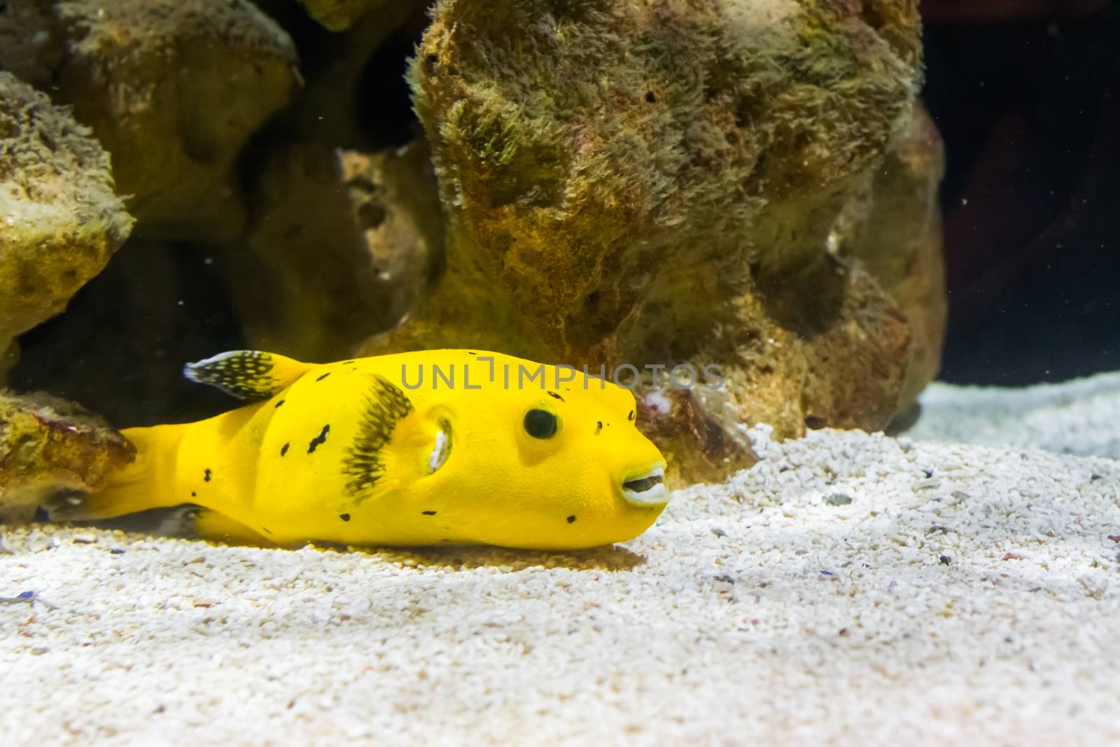 golden guineafowl puffer fish swimming over the bottom, a funny and venomous tropical fish from the pacific ocean by charlottebleijenberg