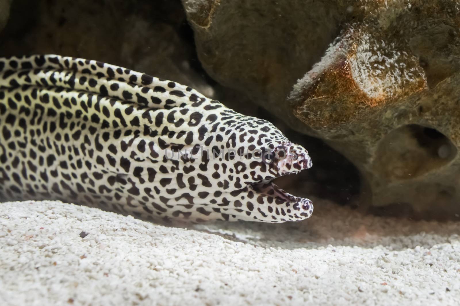 black spotted leopard moray eel in closeup opening his mouth, A water snake of the pacific ocean. by charlottebleijenberg