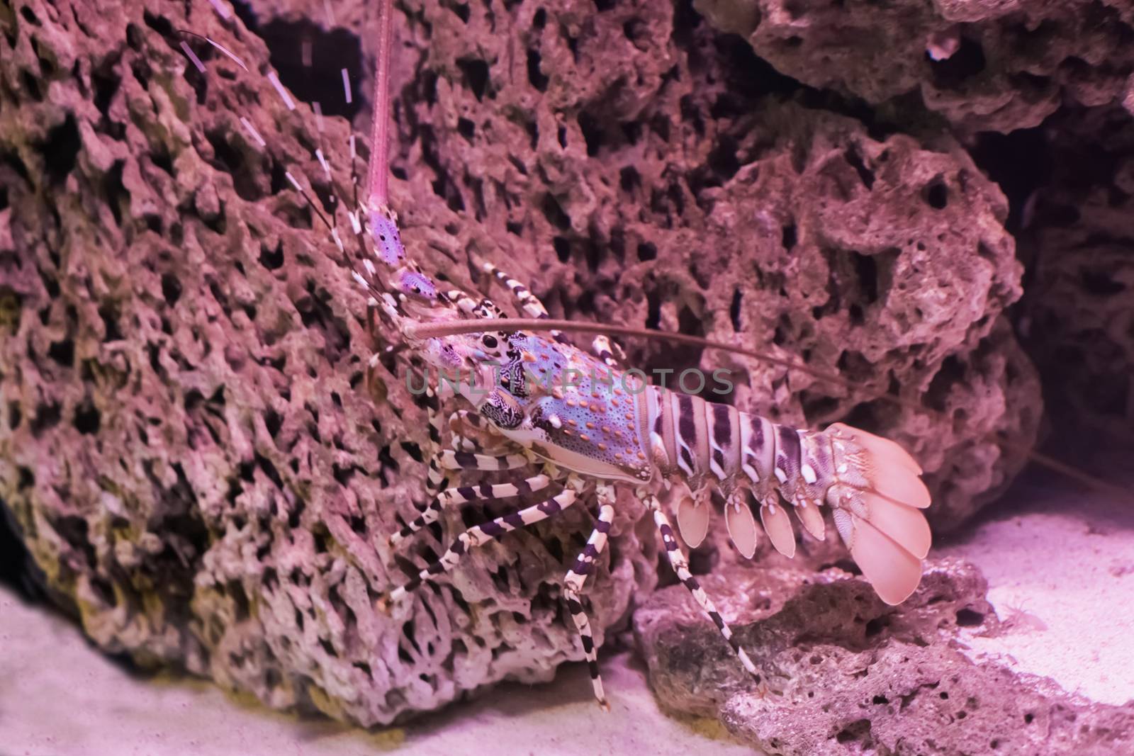 closeup of a tropical ornate spiny rock lobster walking over a stone under the water