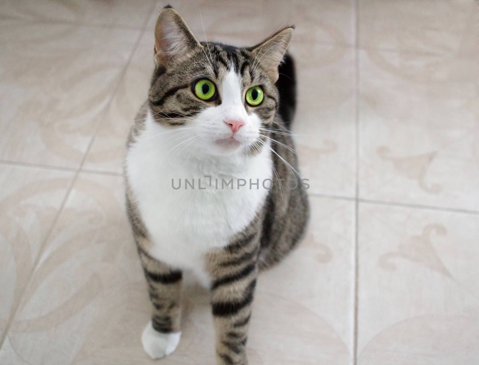 Domestic pet cat with bright green eyes sits on floor posing and ready to attack