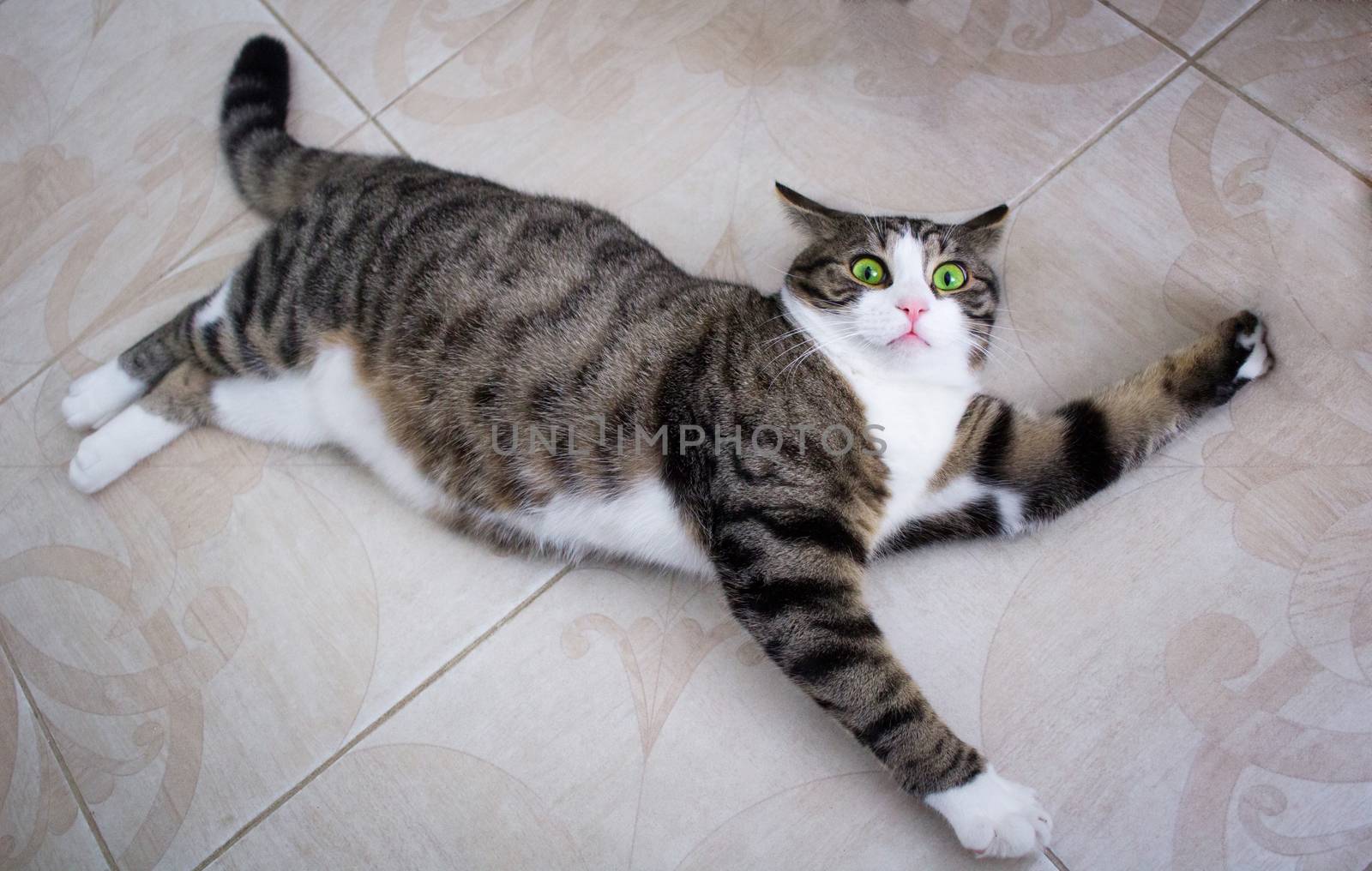 Cat with crazy bright green eyes lies on floor posing  by VeraVerano