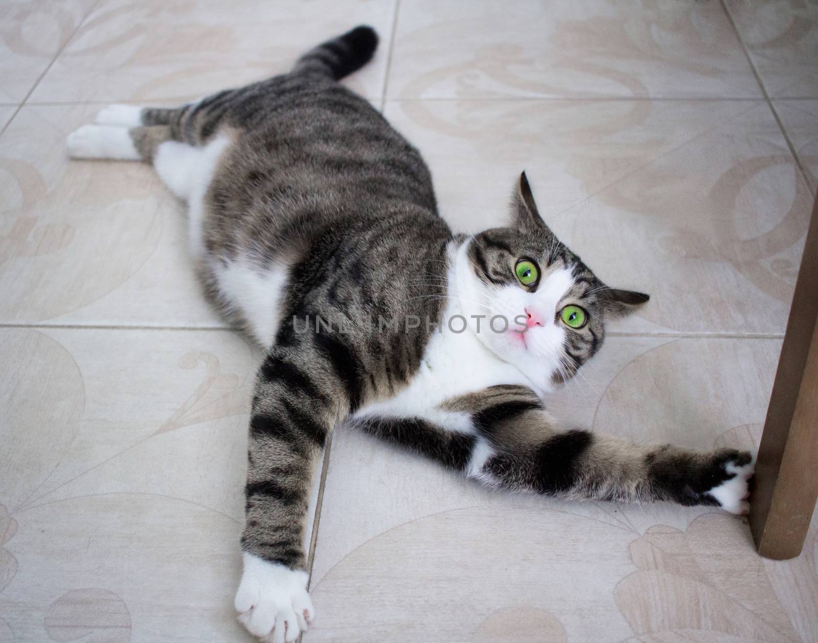 Domestic pet cat with crazy bright green eyes lies on floor posing and playing