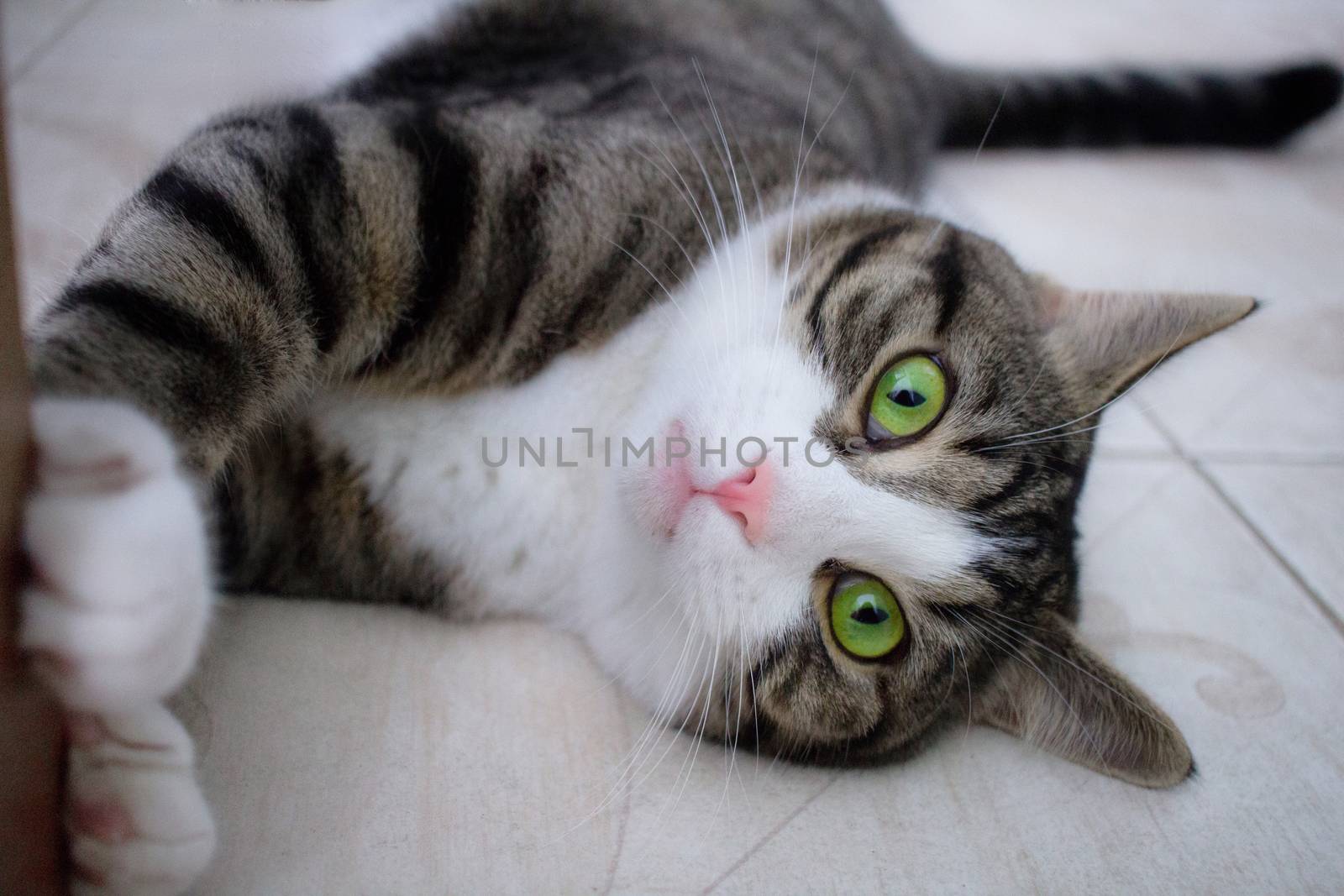 Pet cat with bright green eyes lies on floor playing by VeraVerano