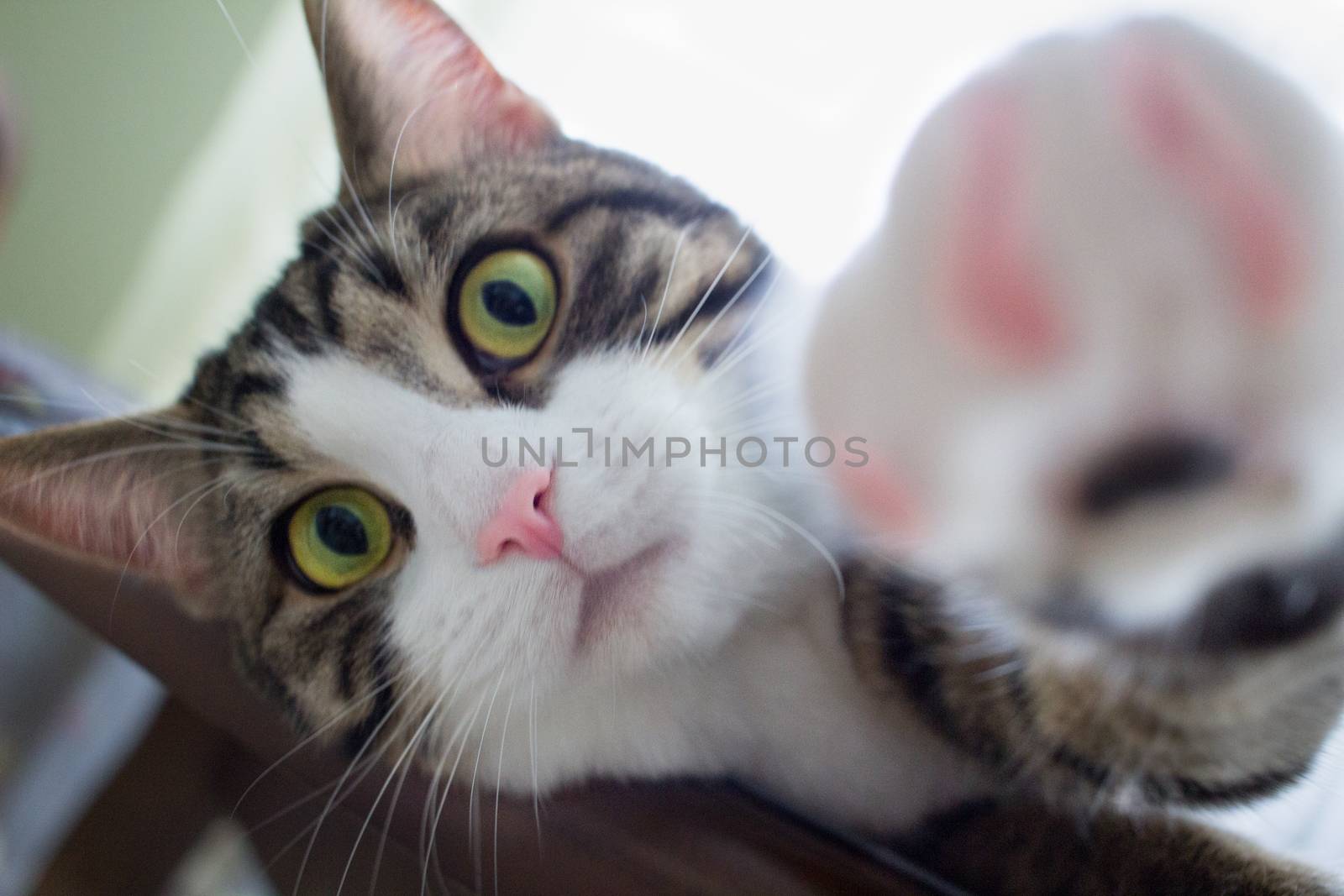 Domestic striped pet cat with bright green eyes stretches its furry paw ahead