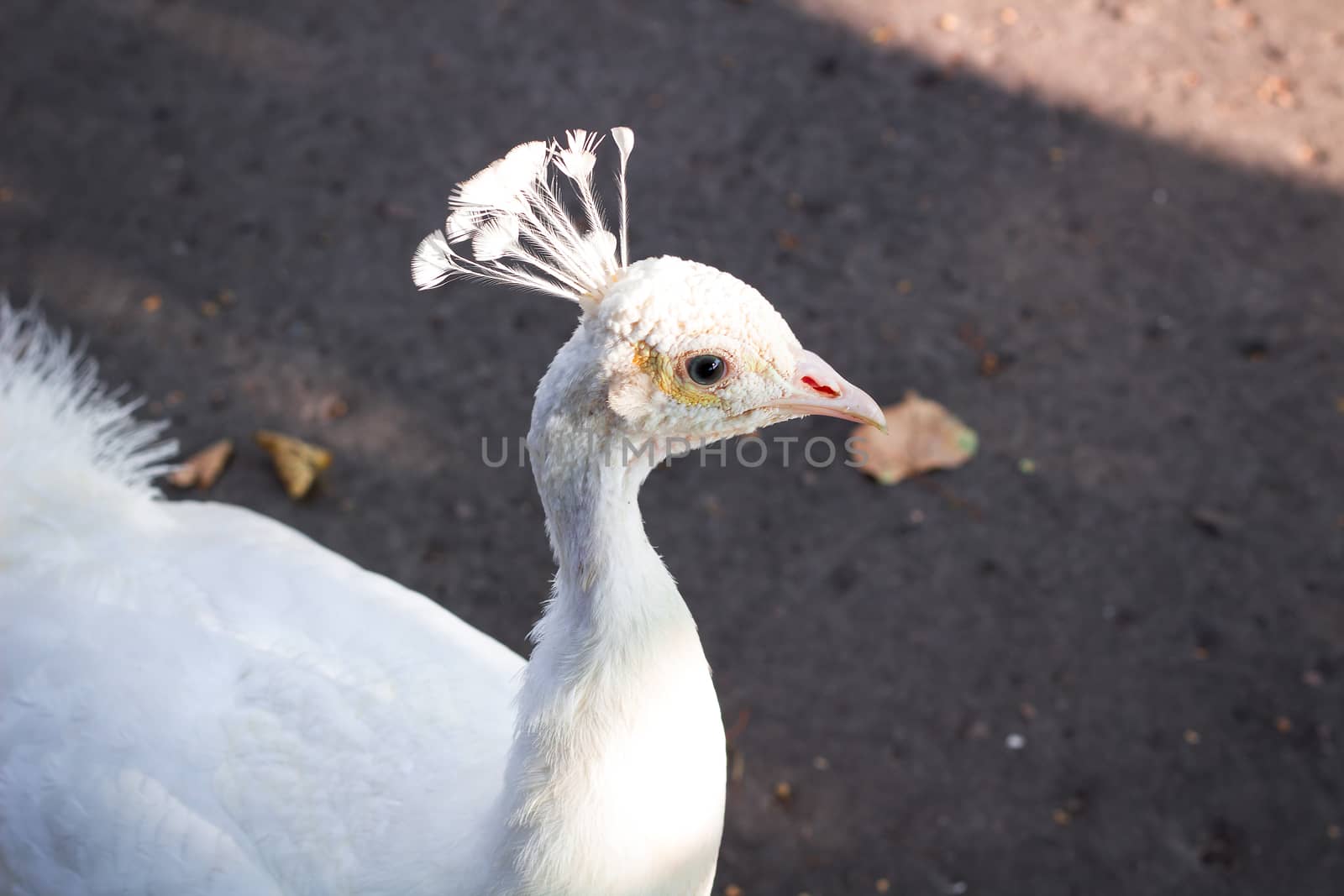Close-up portrait of white bird peafowl peahen with feather crow by VeraVerano