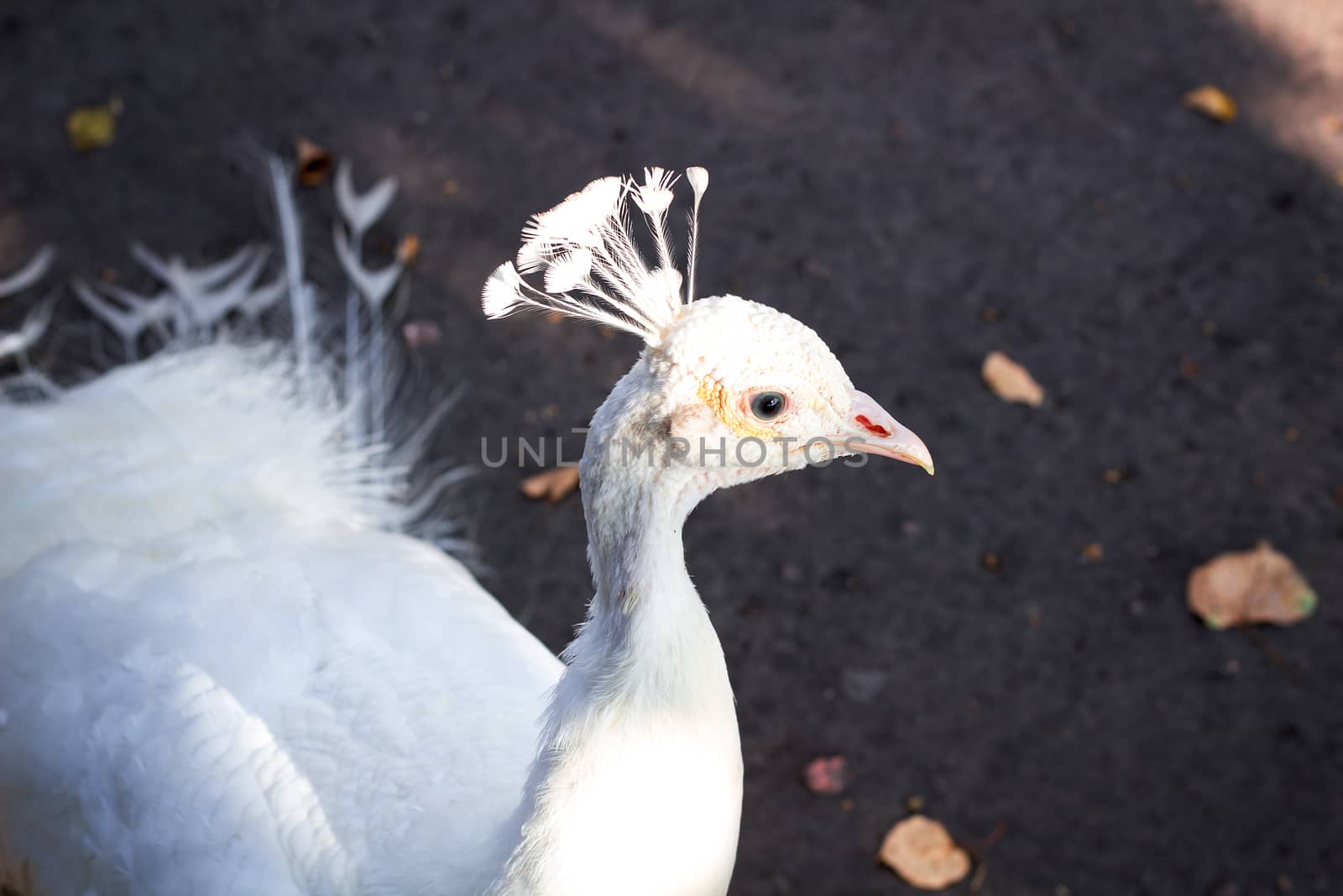 Portrait of white bird peafowl peahen with feather crown by VeraVerano