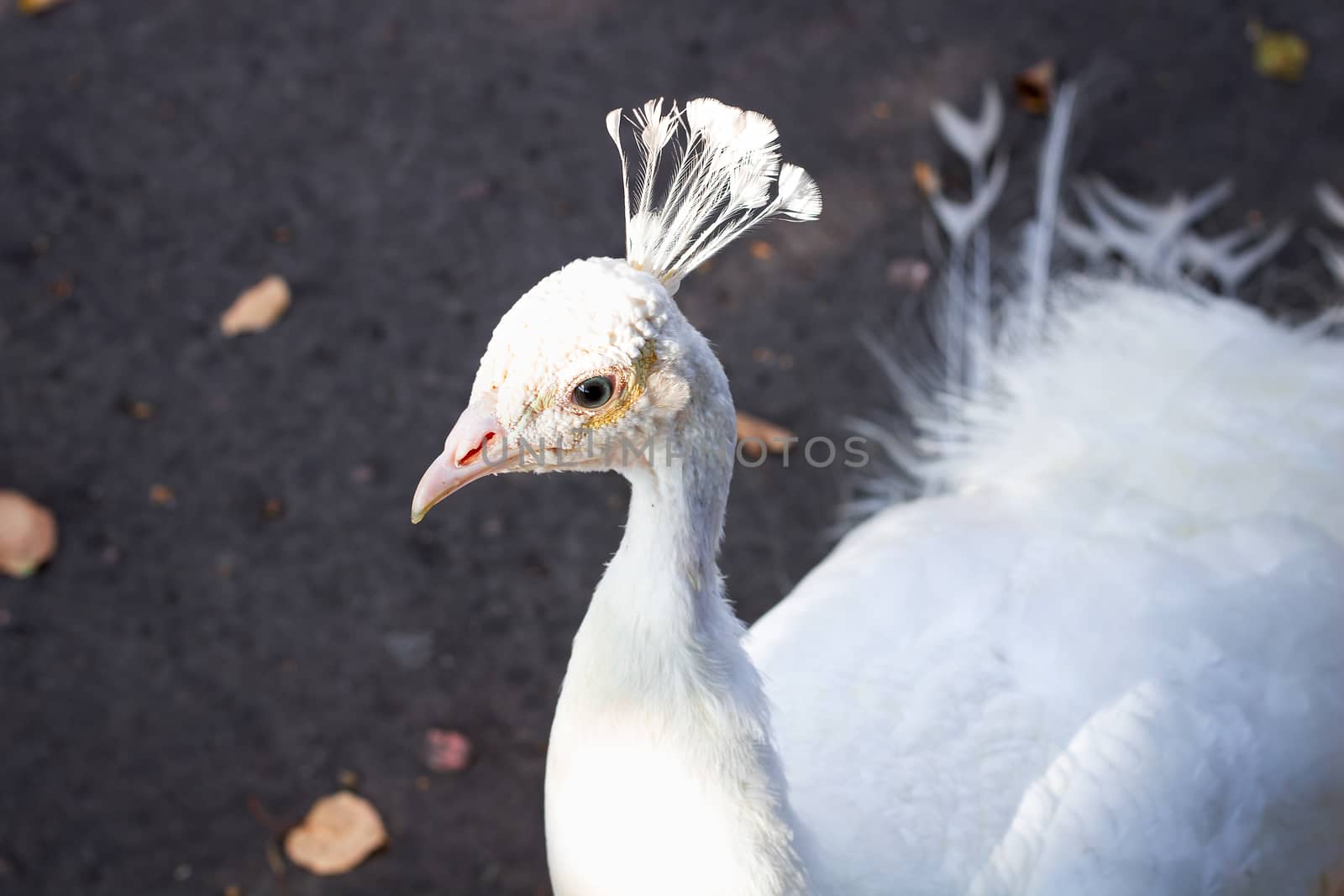 Close-up of white bird peafowl peahen with feather crown by VeraVerano
