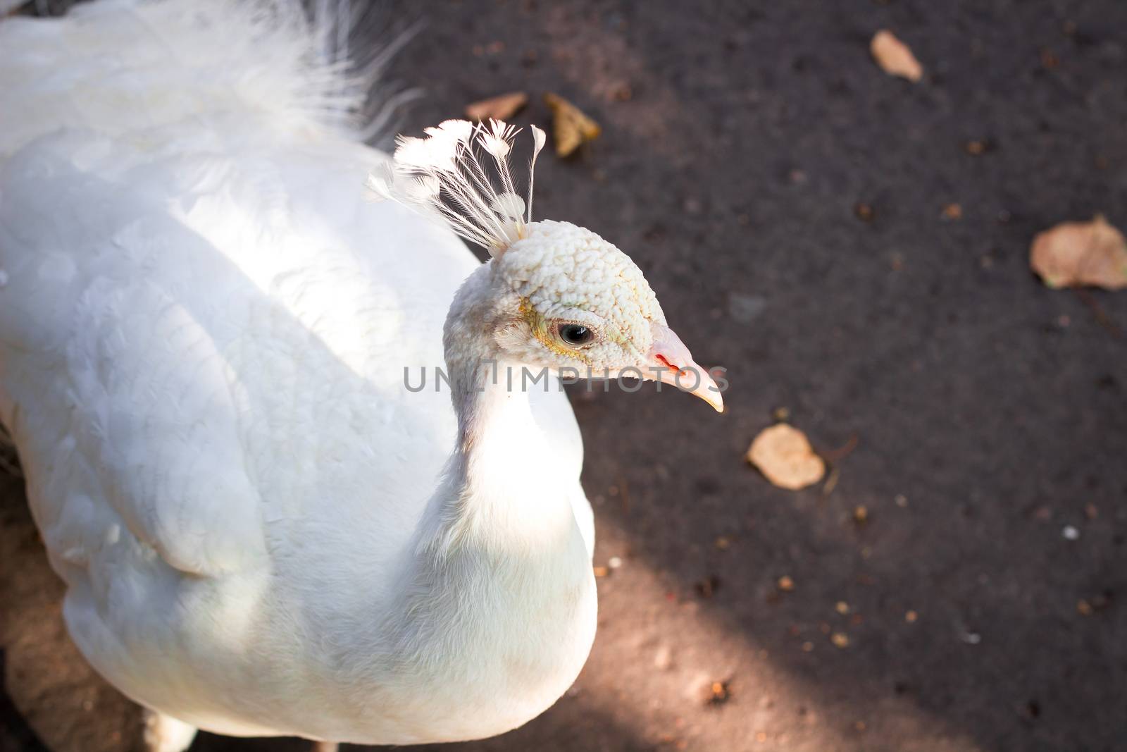 Close-up portrait of snow-white bird peafowl peahen with feather crown on head